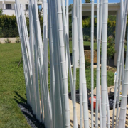 canne bambu7