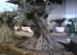 muretti per alberi in tufo di roma