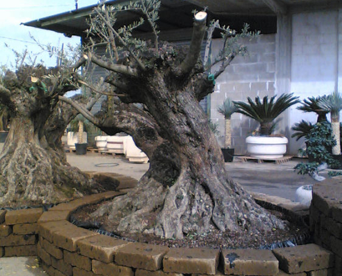 muretti per alberi in tufo di roma