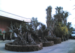 vasi per alberi in tufo di roma