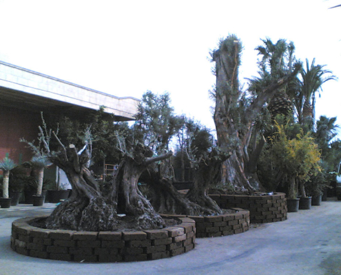 vasi per alberi in tufo di roma