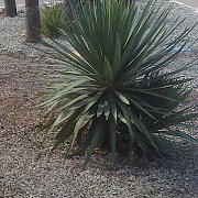 terriccio per giardini pensili